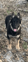 German Shepherd Puppies for sale in Chiefland, FL 32626, USA. price: $1,000