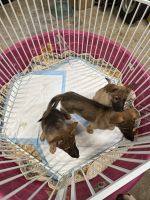 German Shepherd Puppies for sale in Mount Carmel, Illinois. price: $500
