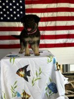 German Shepherd Puppies for sale in Sneads, Florida. price: $800