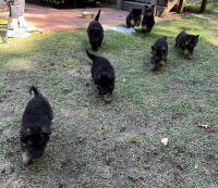 German Shepherd Puppies for sale in Fountain Inn, South Carolina. price: $800
