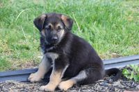 German Shepherd Puppies for sale in Dawson Springs, KY 42408, USA. price: $250