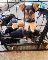 German Shepherd Puppies for sale in Kansas City, Missouri. price: NA