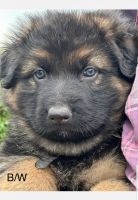 German Shepherd Puppies for sale in Bairnsdale, Victoria. price: $2,500
