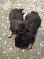 German Shepherd Puppies for sale in Greensboro, North Carolina. price: $850