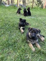 German Shepherd Puppies for sale in Red Bluff, California. price: $700