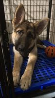 German Shepherd Puppies for sale in Orlando, Florida. price: $800