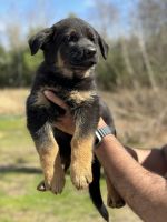 German Shepherd Puppies for sale in Dover, New Hampshire. price: $3,000