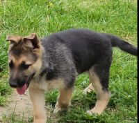 German Shepherd Puppies for sale in Eden, North Carolina. price: $600