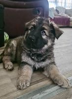 German Shepherd Puppies for sale in Knoxville, TN, USA. price: $1,200