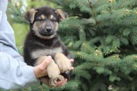 German Shepherd Puppies for sale in Omaha, Nebraska. price: NA