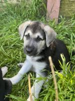 German Shepherd Puppies for sale in Walnut Creek, California. price: $800