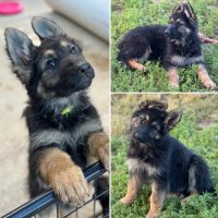 German Shepherd Puppies for sale in Oroville, CA, USA. price: $2,000