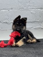German Shepherd Puppies for sale in Fishers, Indiana. price: $900