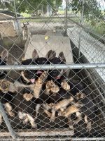 German Shepherd Puppies for sale in Hawkinsville, Georgia. price: $200