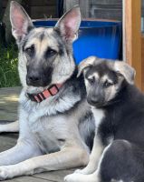 German Shepherd Puppies for sale in Walnut Creek, California. price: $400