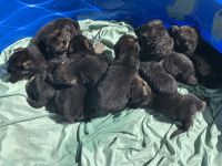 German Shepherd Puppies for sale in Tangent, Oregon. price: $300