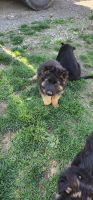 German Shepherd Puppies for sale in Indianapolis, Indiana. price: $800