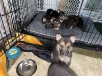 German Shepherd Puppies for sale in Parkway-South Sacramento, California. price: $350