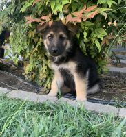 German Shepherd Puppies for sale in Fontana, California. price: $600