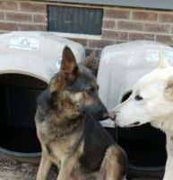 German Shepherd Puppies for sale in Oxford, North Carolina. price: $400