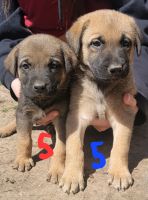 German Shepherd Puppies for sale in Bliss, Idaho. price: $300