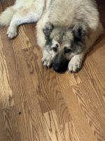 German Shepherd Puppies for sale in Clarence Center, New York. price: $250