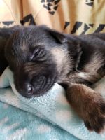 German Shepherd Puppies for sale in Austin, Texas. price: $500