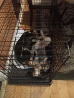 German Shepherd Puppies for sale in Memphis, Tennessee. price: $300