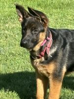 German Shepherd Puppies for sale in Decaturville, Tennessee. price: $140,000