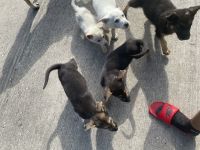German Shepherd Puppies for sale in Cleveland, Texas. price: $100
