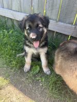 German Shepherd Puppies for sale in Springfield, Illinois. price: $900