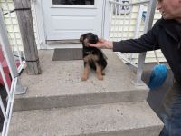 German Shepherd Puppies for sale in Charlton, Massachusetts. price: NA