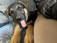 German Shepherd Puppies for sale in Chicago, Illinois. price: $1,000