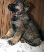 German Shepherd Puppies for sale in Central, AZ, USA. price: $300
