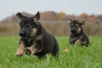 German Shepherd Puppies for sale in Huntsville, AL, USA. price: $350