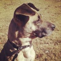 German Shepherd Puppies for sale in Atlanta, GA, USA. price: $40