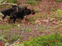 German Shepherd Puppies for sale in Marietta, GA, USA. price: $500