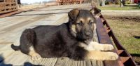 German Shepherd Puppies for sale in Waterbury, CT, USA. price: NA