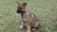 German Shepherd Puppies for sale in Detroit, MI, USA. price: $1,000