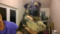 German Shepherd Puppies for sale in Huntsville, AL, USA. price: $200