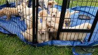 German Shepherd Puppies for sale in Toledo, OH, USA. price: $500