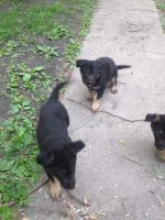 German Shepherd Puppies for sale in Detroit, MI, USA. price: $350
