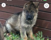 German Shepherd Puppies for sale in Whittlesea VIC 3757, Australia. price: $1,800