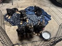 German Shepherd Puppies for sale in Long Beach, CA, USA. price: $300