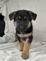 German Shepherd Puppies for sale in Spartanburg, SC, USA. price: $850