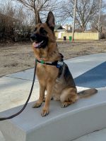 West German Showline GSD