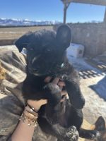 German Shepard Puppy