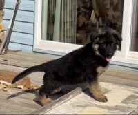 GSD pups ready to go