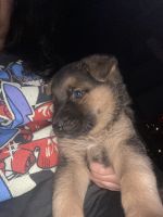 German shepherd girl cheap