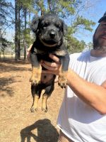 German Shepherd Puppies for sale in Hartsville, SC 29550, USA. price: $800